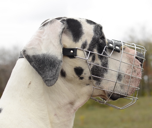 Drahtmaulkorb für Deutsche Dogge