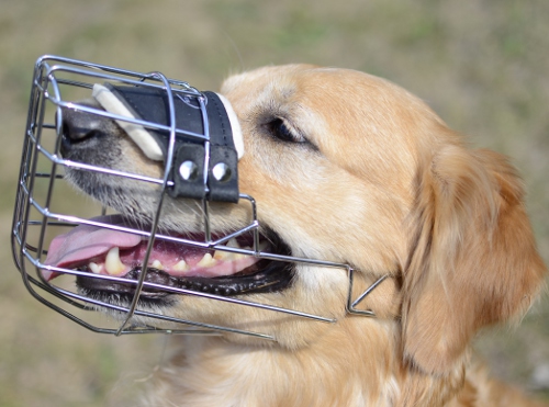 Drahtmaulkorb für Golden Retriever