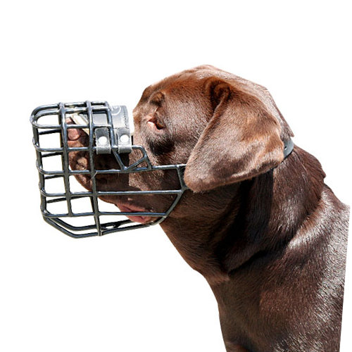Labrador mit Drahtmaulkorb für Hunde