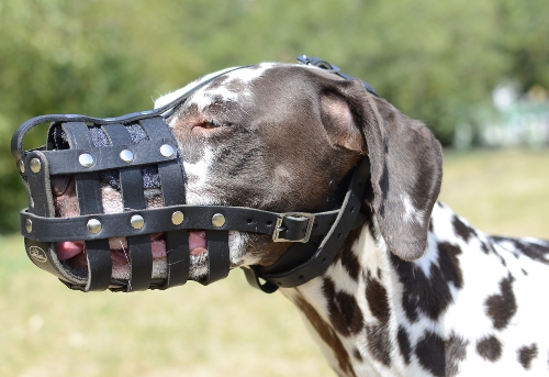 Maulkorb aus leder fuer Dalmatian