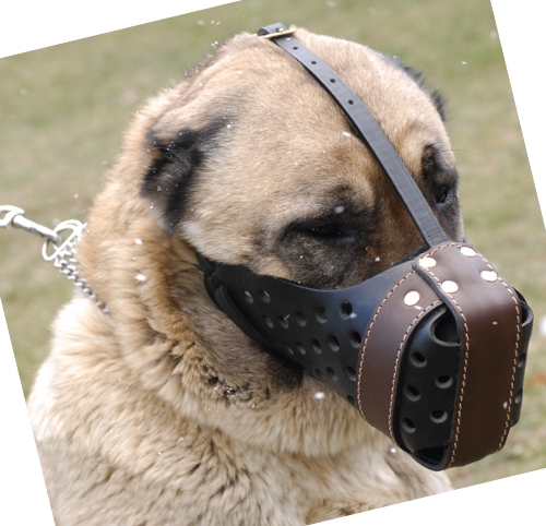 dog muzzle leather for Caucasian Shepherd