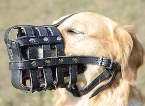 Light leather dog muzzle for Labrador, for Golden Retriever