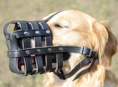 Maulkorb Leder für Labrador und Golden Retriever