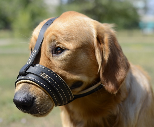 Leather muzzle for labradors