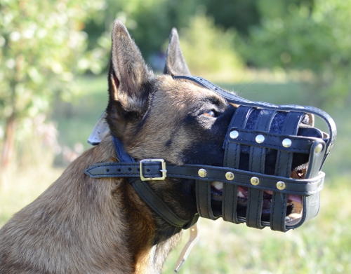 Light Leather Dog Muzzle for Malinois