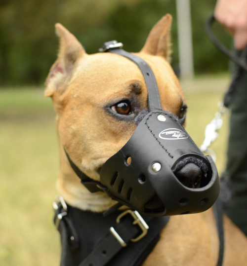 Leather muzzle for Pitbull