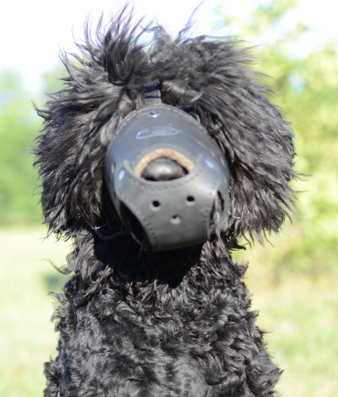 Black Russian Terrier dog muzzle leather