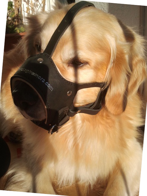 Golden Retriever Muzzle Leather