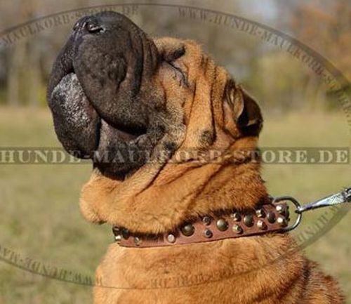 Erstaunliches Leder Halsband für Shar-Pei