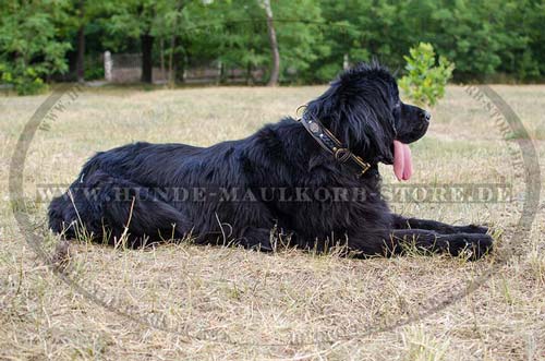 Lederhalsband für Hundetraining mit Dekor