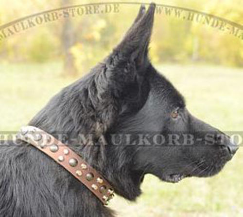 Deutscher Schäferhund Nietenmix Lederhalsband