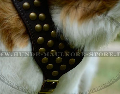 Elegantes Ledergeschirr mti Nieten für Moskauern Wachhund - zum Schließen ins Bild klicken