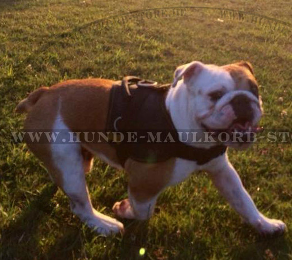 Nylon Geschirr für mittelgroßen Englische Bulldogge Hund