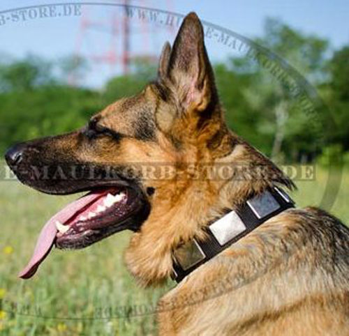 Platten Nylon Halsband für Deutschen Schäferhund