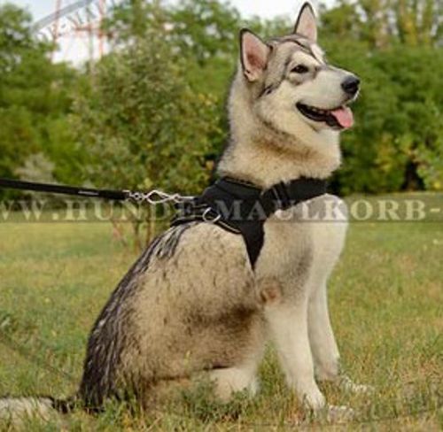 Brustgeschirr aus Nylon für Alaskan Malamute