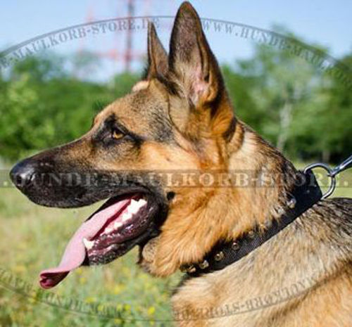 Deutscher Schäferhund entzückendes Nylon Halsband