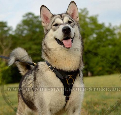 Suchgeschirr aus Leder für Alaskan Malamute