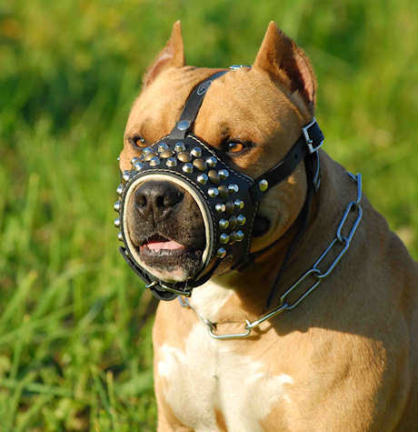 Studded leather dog muzzle