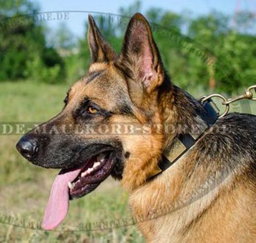 Schäferhunde Platten Leder Halsband - zum Schließen ins Bild klicken