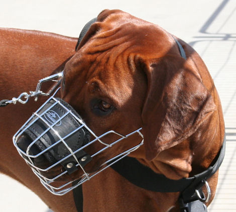 Best Wire Basket Dog Muzzle for Rhodesian Ridgeback, Cage Muzzle