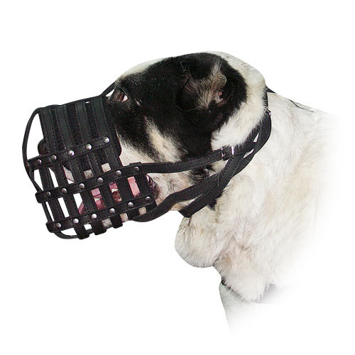 Light leather dog muzzle for Sarmatian Mastiff