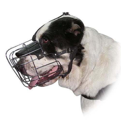 Large Wire Basket dog muzzle for Sarmatian mastiff