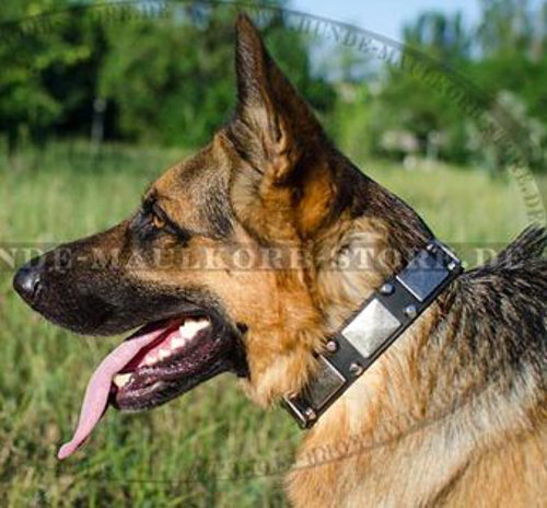 Nickelplatten und Pyramiden Halsband für Deutschen Schäferhund