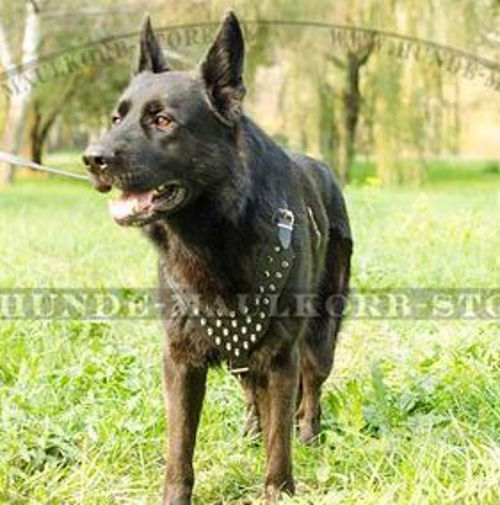 Mit Spikes Leder Geschirr für Deutschen Schäferhund - zum Schließen ins Bild klicken