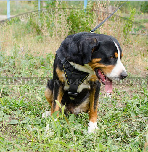 Schweizer Sennenhund Hundegeschirr Nylon | Super Brustgeschirr - zum Schließen ins Bild klicken