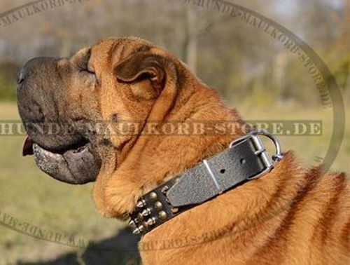 Shar-Pei leather collar hand decorated