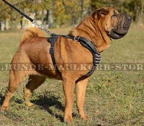 Lauf-Hundegeschirr mit Spikes für Shar-Pei