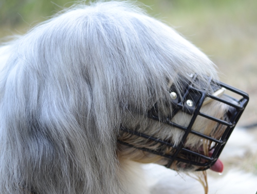 Wire Dog Muzzle for South Russian Ovcharka, Bestseller!