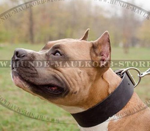 Extrem breites Amstaff Lederhalsband - zum Schließen ins Bild klicken