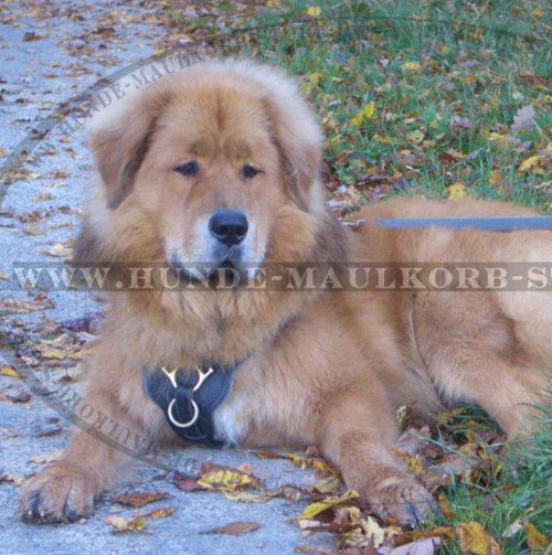 Do Khyi Hundegeschirr für großen Hund - zum Schließen ins Bild klicken