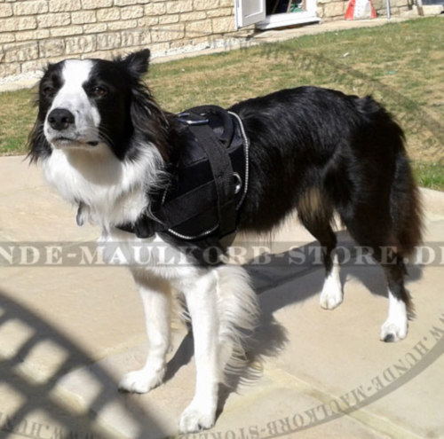 Wasserabweisendes Geschirr aus Nylon für Border Collie