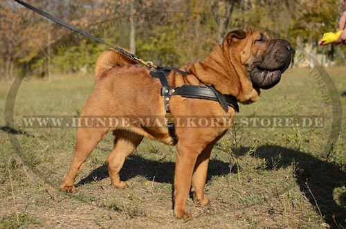 Shar Pei perfektes Leder Geschirr