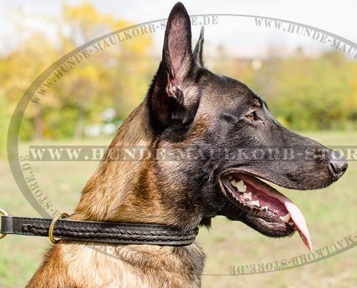 Zughalsband geflochten aus gefettetem Leder für Malinois