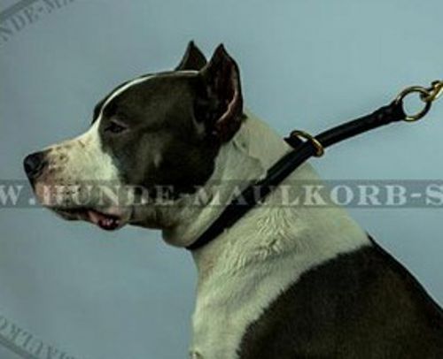 Halsband Leder Rund für Amstaff