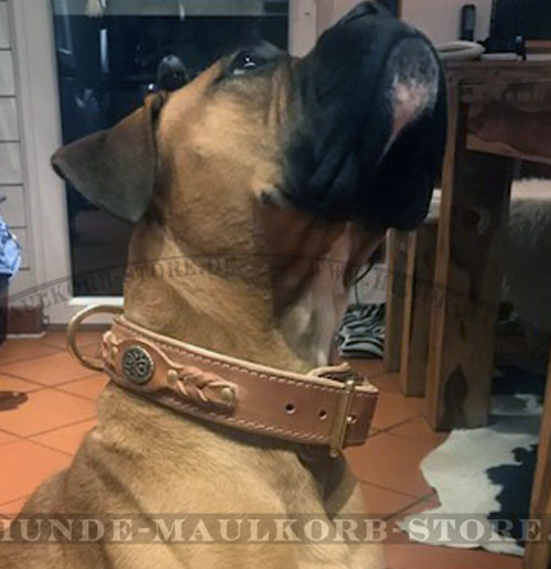 Zweilagiges Halsband für Boxer, Echtleder