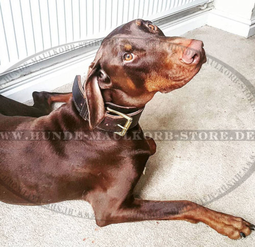 Zweilagiges Halsband für Dobermann - zum Schließen ins Bild klicken