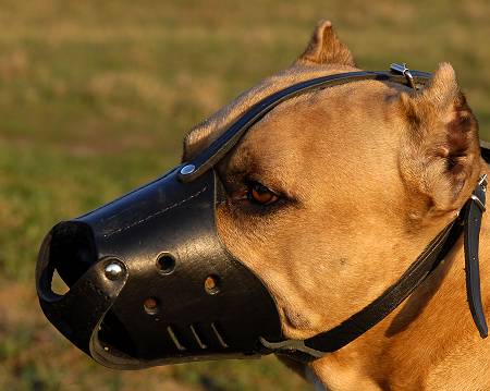 Amstaff Ledergepolsterter Hundemaulkorb