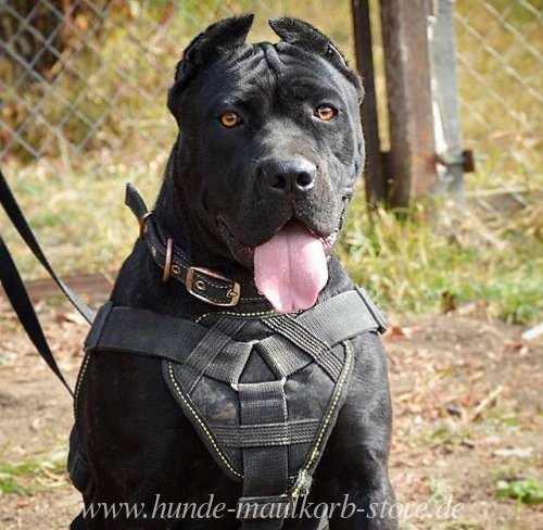 bjerg metan fjende Geschirr für Bandog Mastiff für Trainings - €49.90