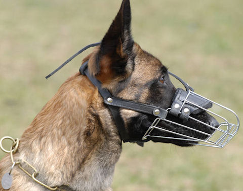 Drahtmaulkorb, Malinois