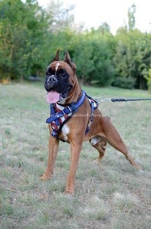 Boxer Leather Harness with Design American Pride