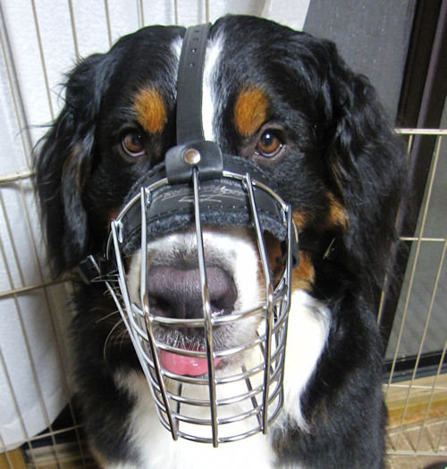 Wire Basket Dog Muzzle for Bernese Mountain Dog Best Offer!