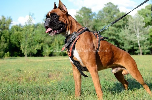 Bemaltes Hundegeschirr Boxer | Leder Geschirr mit Muster