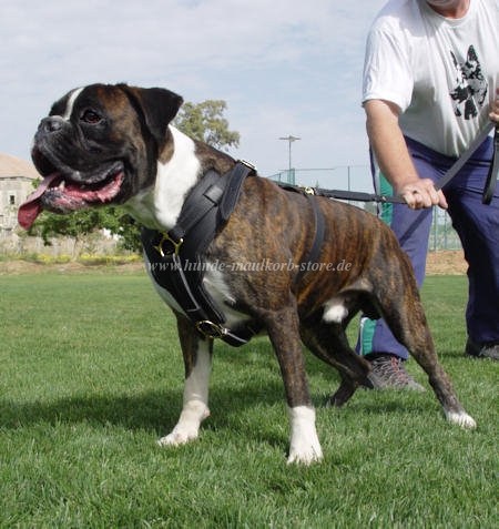 Deutscher Boxer Hundegeschirr Leder, Top-Qualität - zum Schließen ins Bild klicken