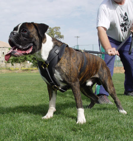 Royal dog harness for Boxer