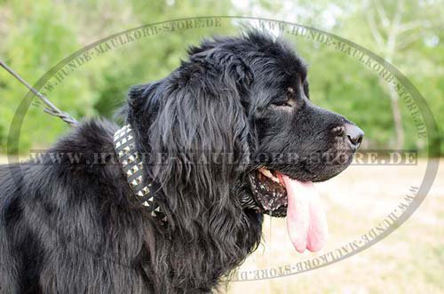 Hundehalsband mit Nieten | Lederhalsband Neufundland