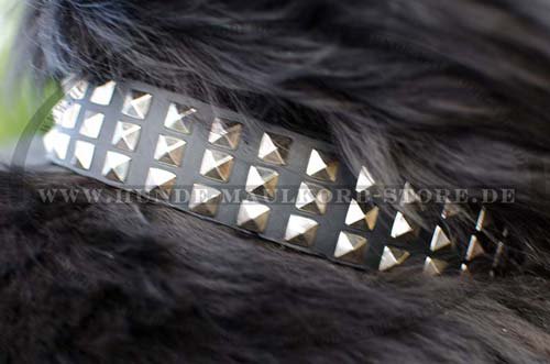 leather dog collar with studs Newfoundland S45
